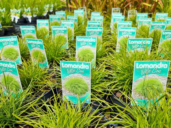 Dwarf Lomandra Little Con