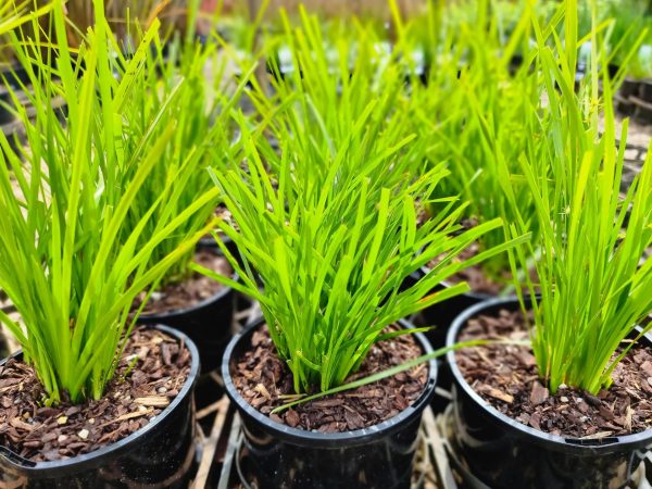 Dwarf Lomandra Little Pal