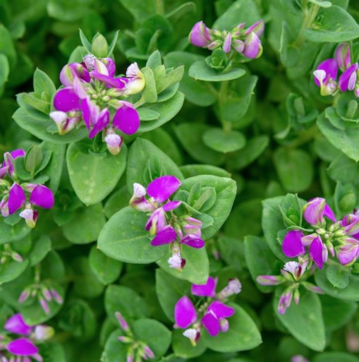 Dwarf Sweet Pea Shrub Little Polly
