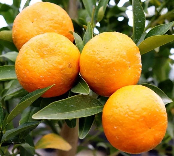 Citrus reticulata