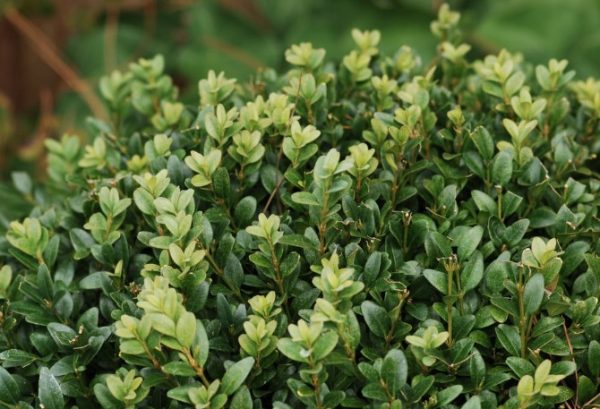 English Box Buxus sempervirens