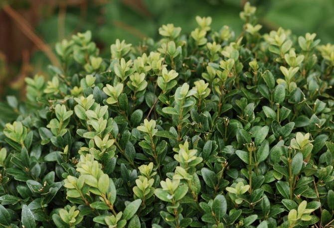 English-Box-Buxus-sempervirens English Box Buxus sempervirens