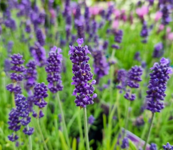 English Lavender lavandula angustifolia