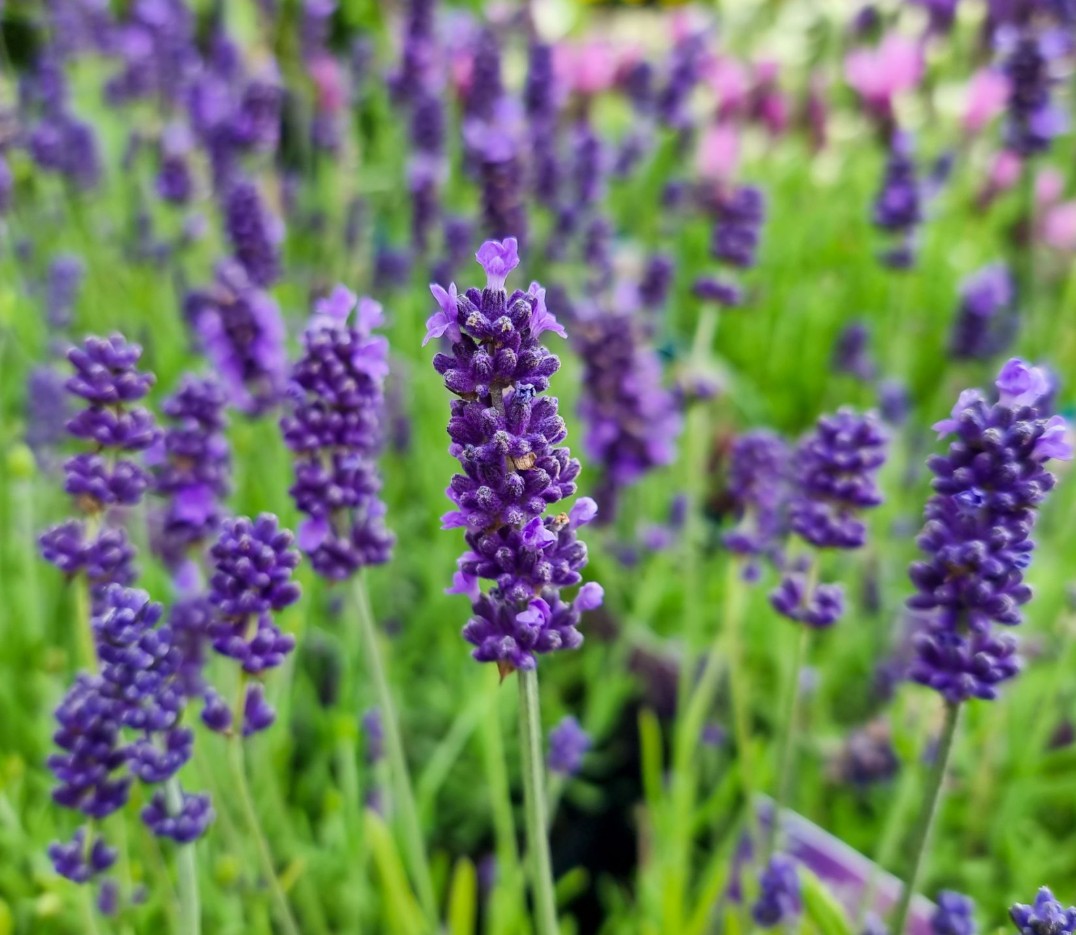English Lavender lavandula angustifolia