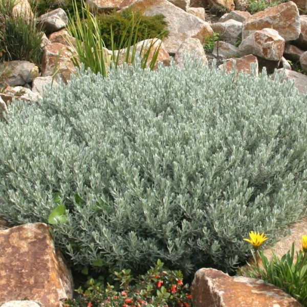 Eremophila Silver Ball