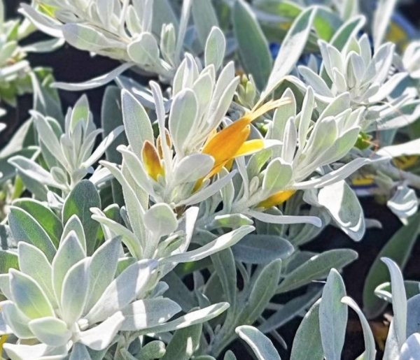 Eremophila Kalbarri Carpet