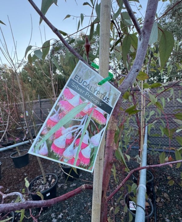 Silver Princess Eucalyptus Label