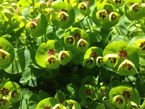 Dwarf Euphorbia