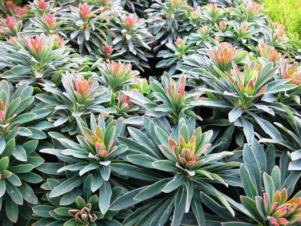 Dwarf Euphorbia