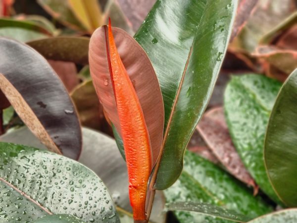 Rubber Plant Burgundy