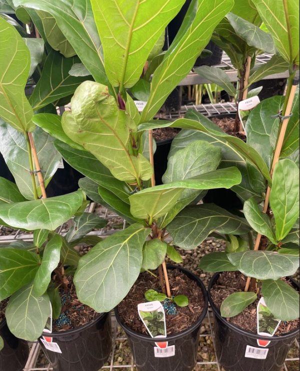 Ficus lyrata Fiddle Leaf Fig