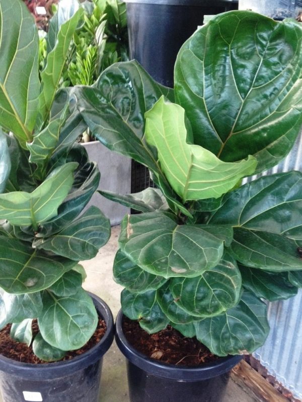 Fiddle Leaf Fig