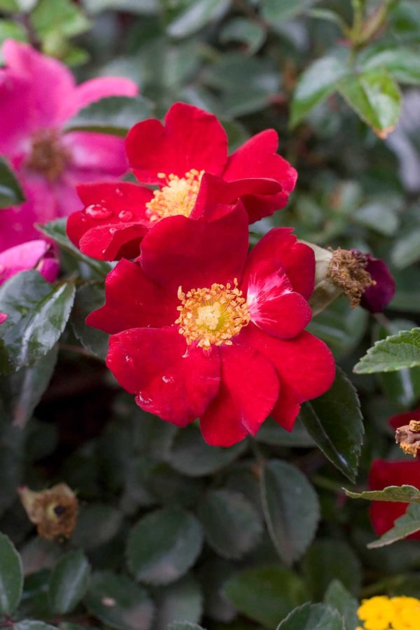 Rosa Flower Carpet Red