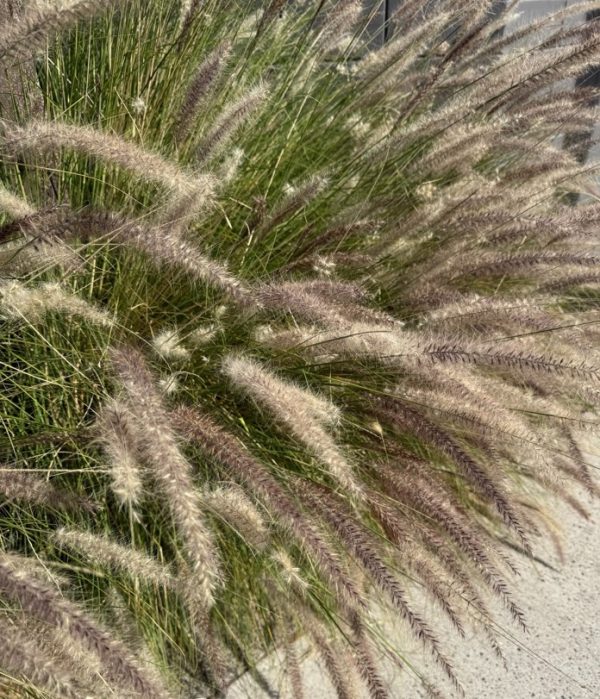 Fountain Grass