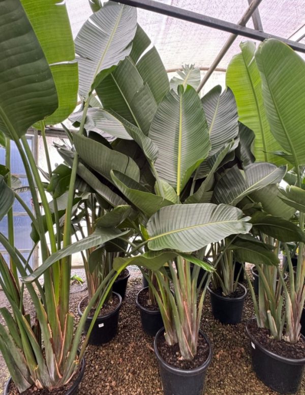 Giant White Bird of Paradise