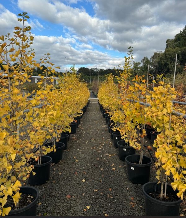 Ginkgo biloba Maidenhair