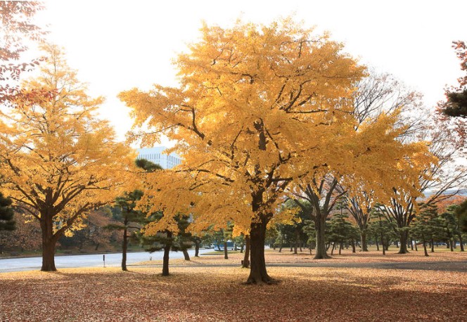 Ginkgo-biloba-Maidenhair-Tree Ginkgo Biloba Maidenhair Tree