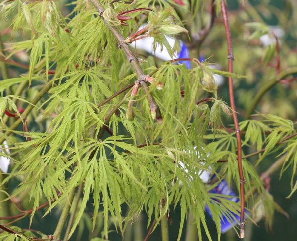 Green Weeping Japanese Maple Viridis