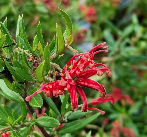 Grevillea Cherry Cluster