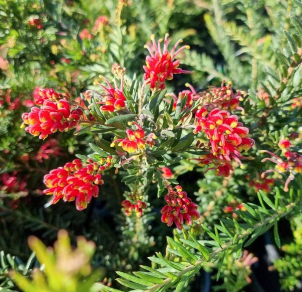 Grevillea Fireworks