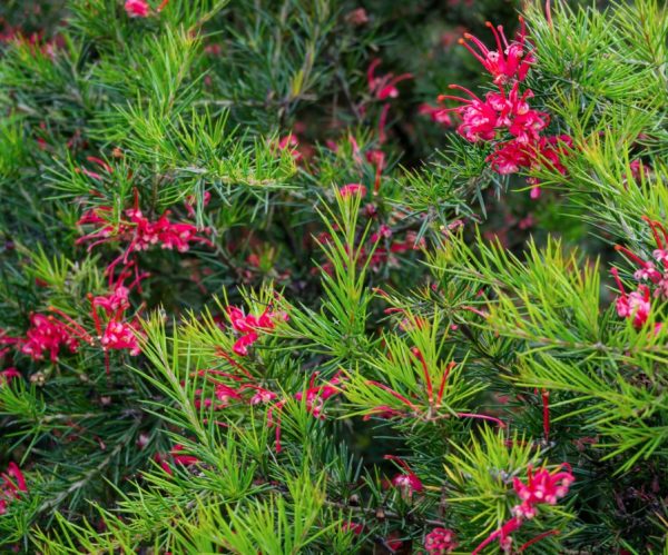 Grevillea Gin Gin Gem