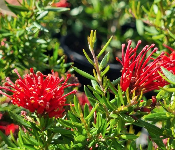 Grevillea New Blood