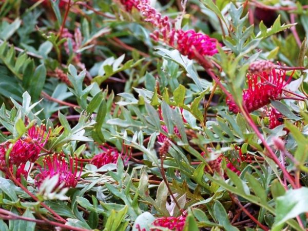 Grevillea gaudichaudii groundcover