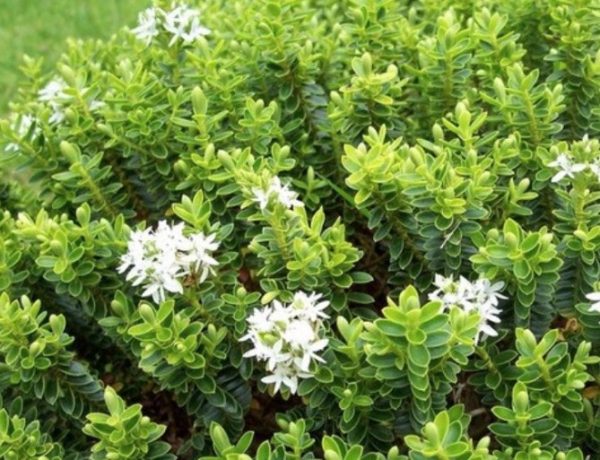 Hebe Box Leaf Buxifolia