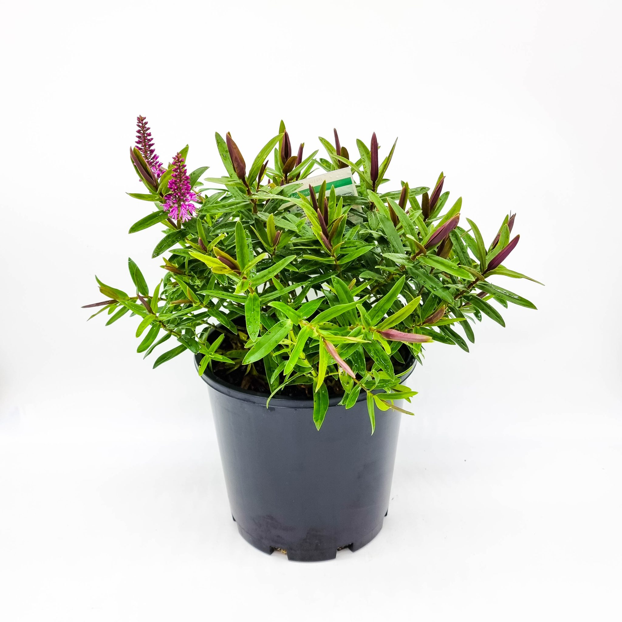 Hebe Marie Antoinette - Plants for Spaces