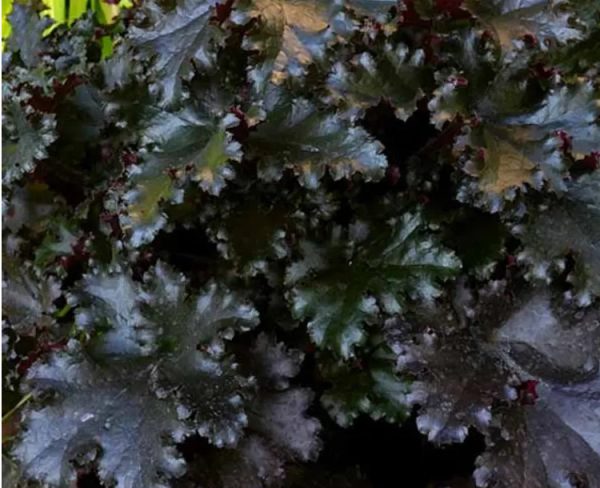 Heuchera Black Taffeta