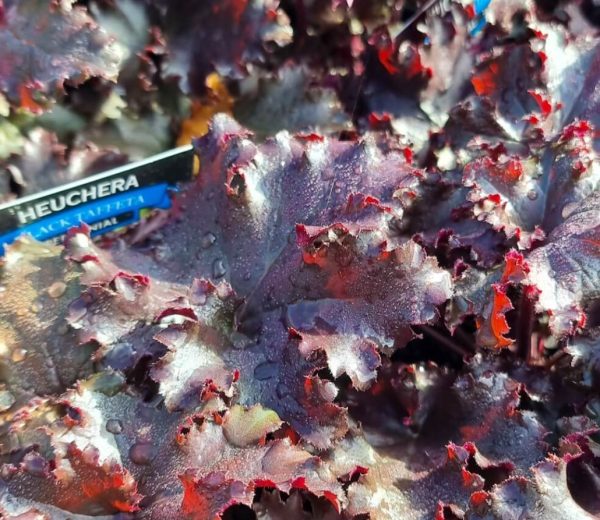 Heuchera Black Taffeta