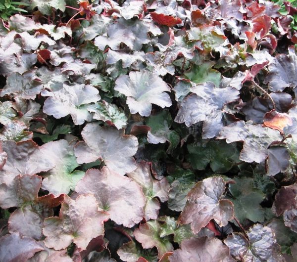 Heuchera Palace Purple