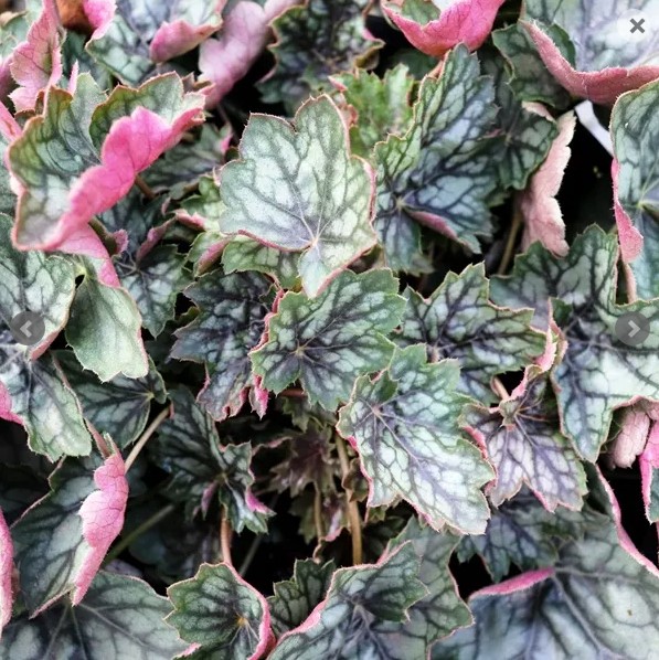 Heuchera Peppermint Spice