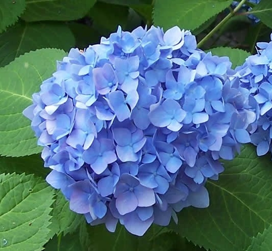 Blue Hydrangea