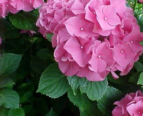 Pink Hydrangea