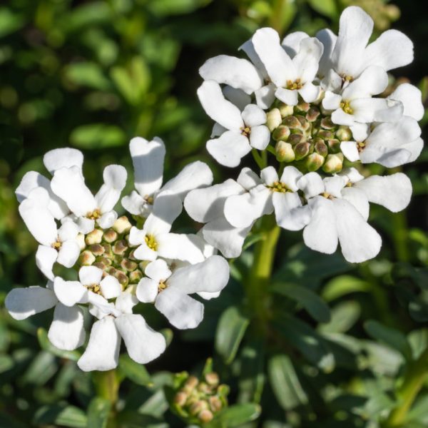 Evergreen Candytuft