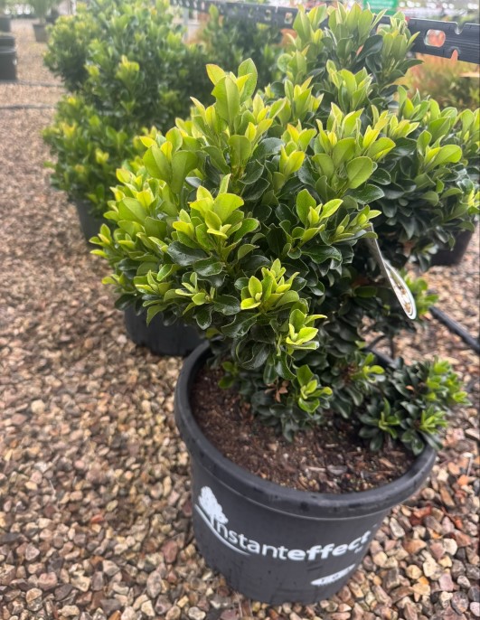 Rhaphiolepis Snow Maiden