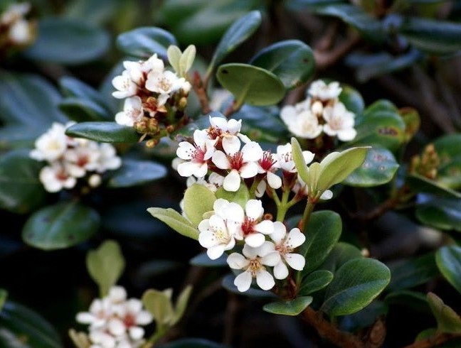 Indian-Hawthorn-Snow-Maiden-foliage Indian Hawthorn Snow Maiden Rhaphiolepis