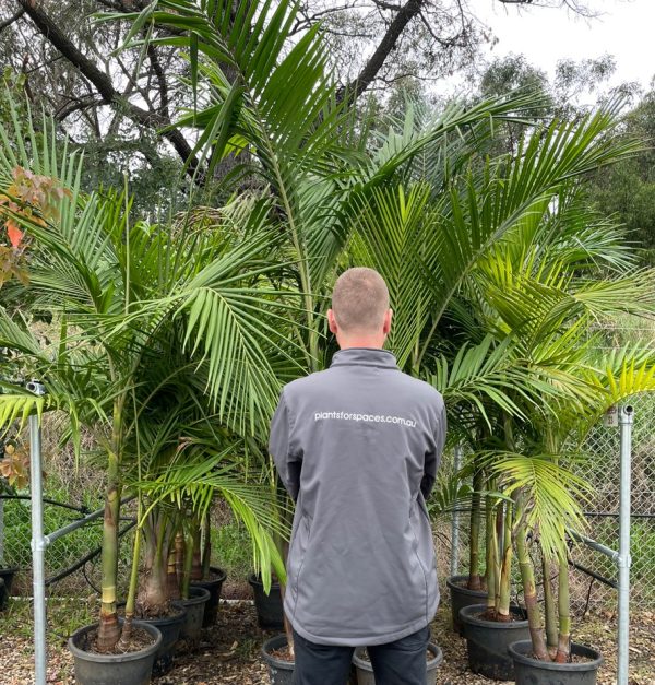 Palms, Ferns & Tropical