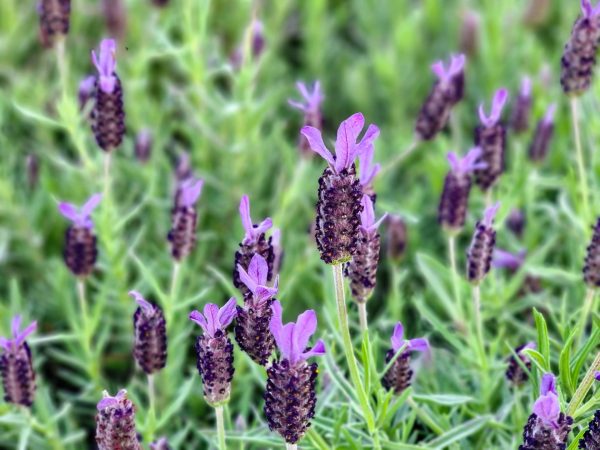 Lavender