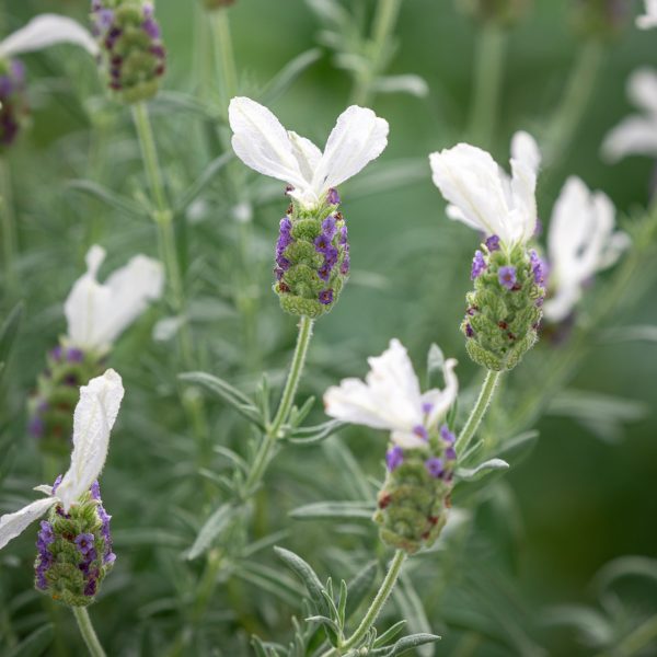White Italian Lavender