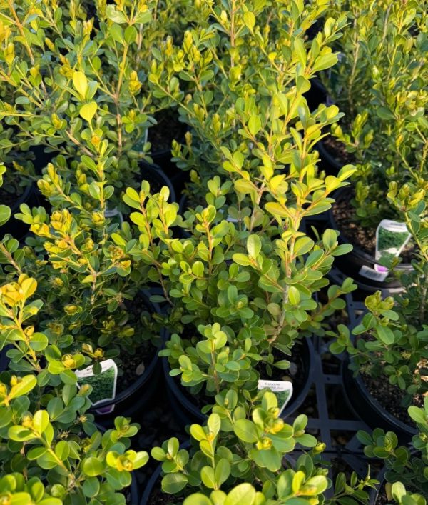 Japanese Box Hedge