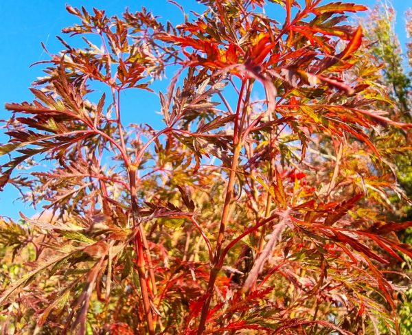 Japanese Maple Tree Seiryu
