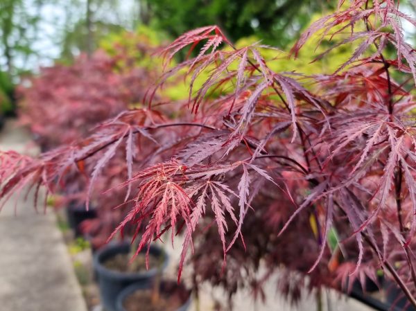 Japanese Maple Tree Inaba Shidare