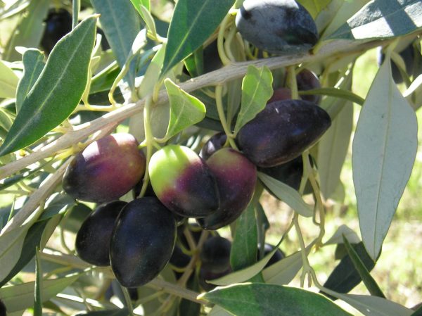 Kalamata Olive Trees