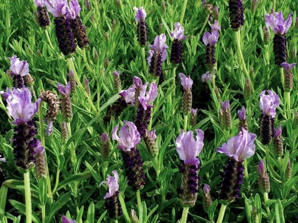 French Lavender