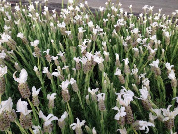 French Lavender Sensation White