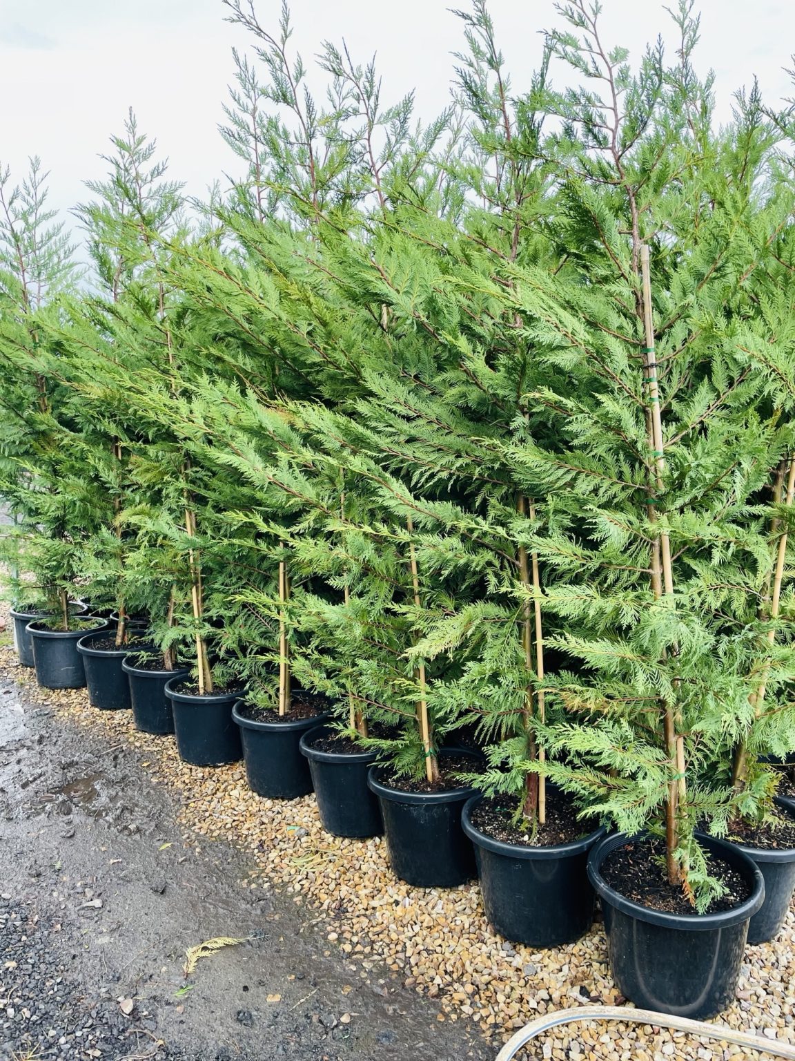 Leyland Cypress Leightons Green Plants for Spaces