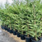 Hedging and Screening Trees