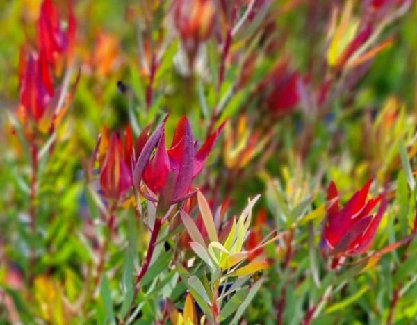 Leucadendron Jack Harre